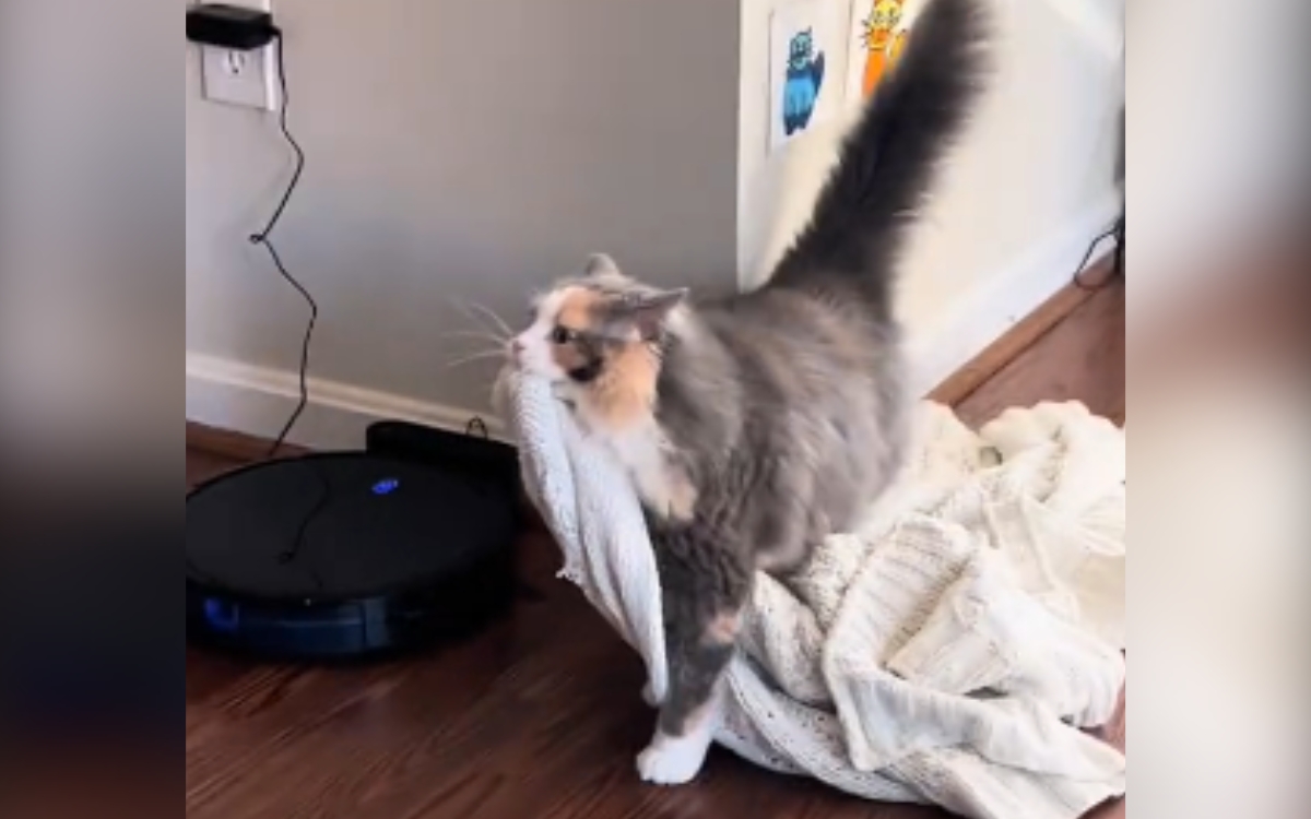 Rescue Cat Carries Blanket Around House in Most Adorable Way 'Waddles