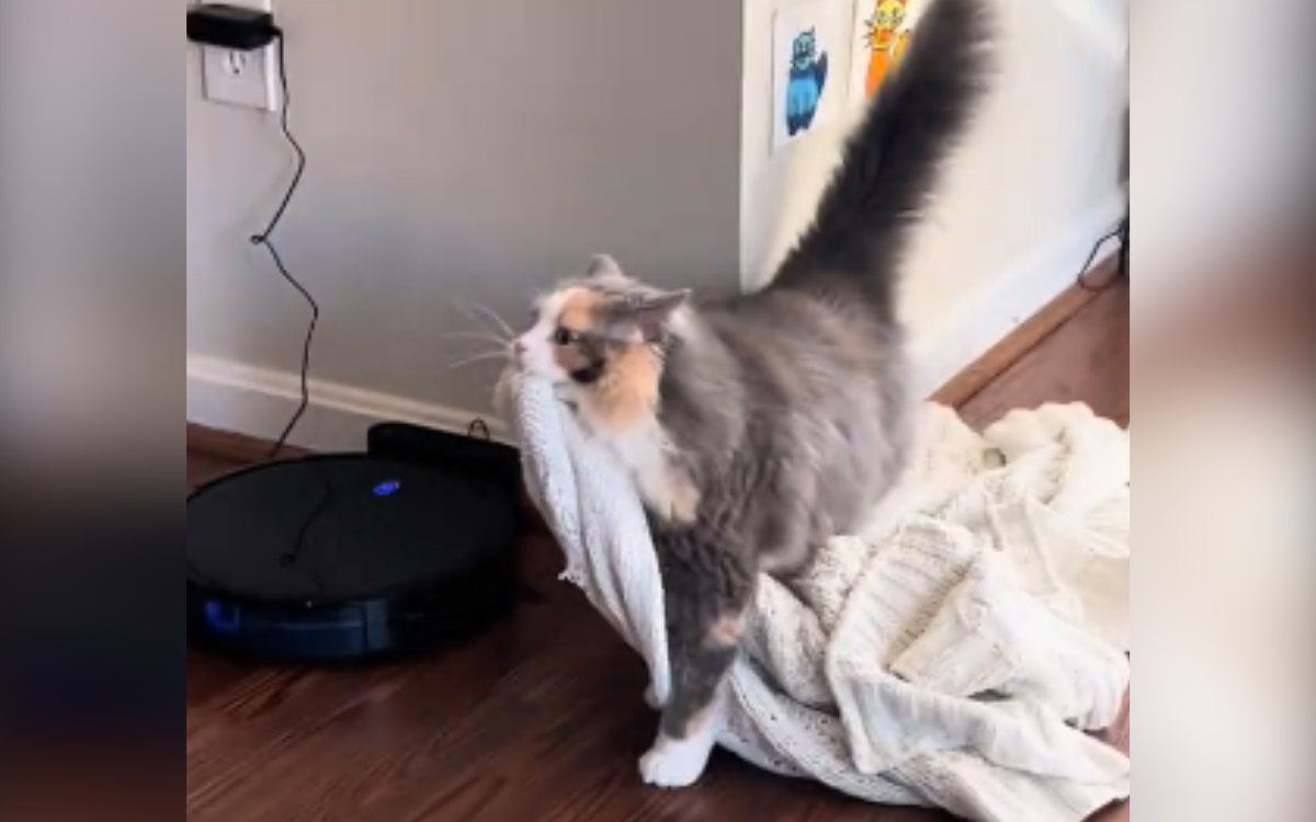 Rescue Cat Carries Blanket Around House in Most Adorable Way Waddles Newsweek