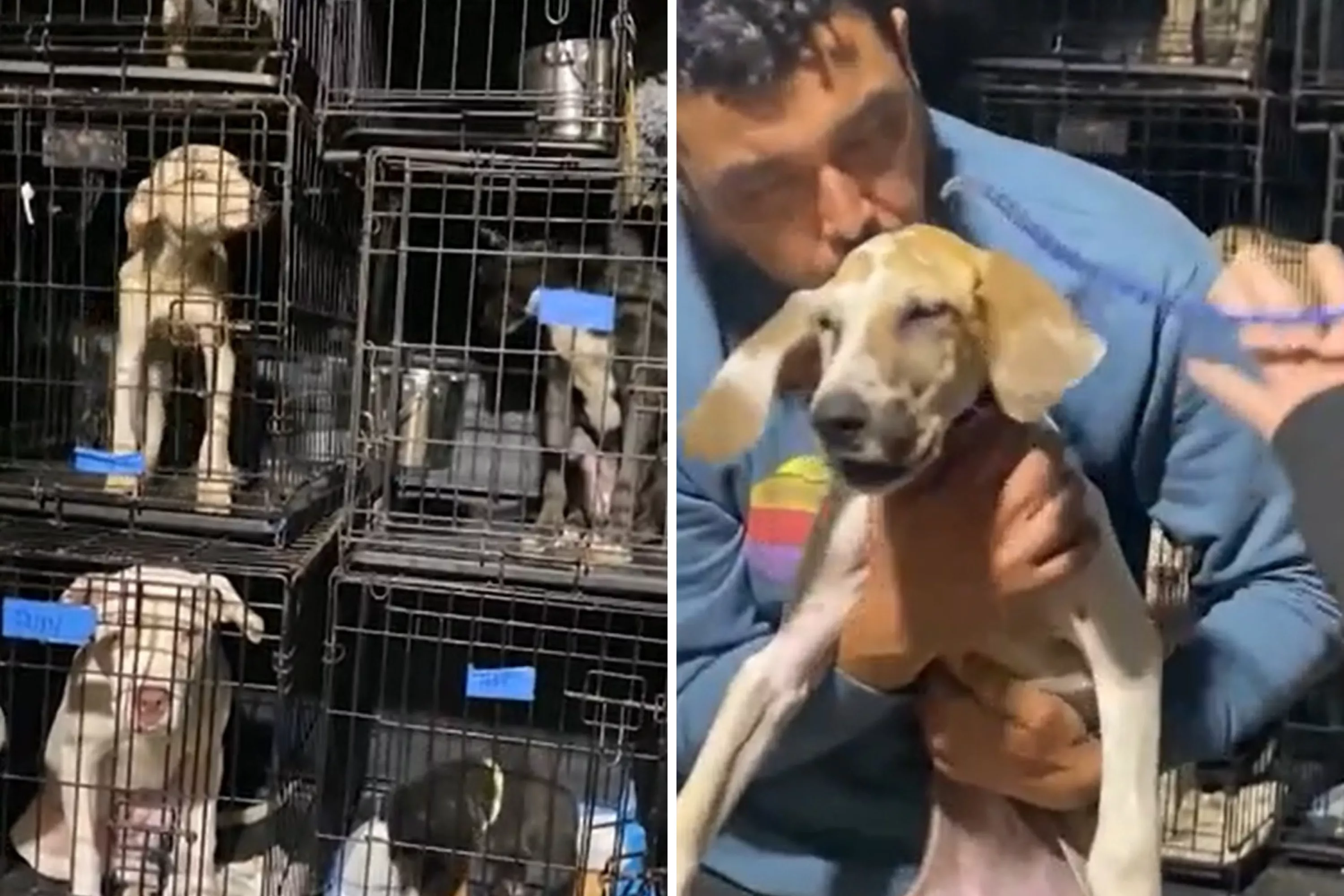 'Great Joy' as 17 Dogs Rescued From Kill Shelter in Time for Christmas - Vimarsana News