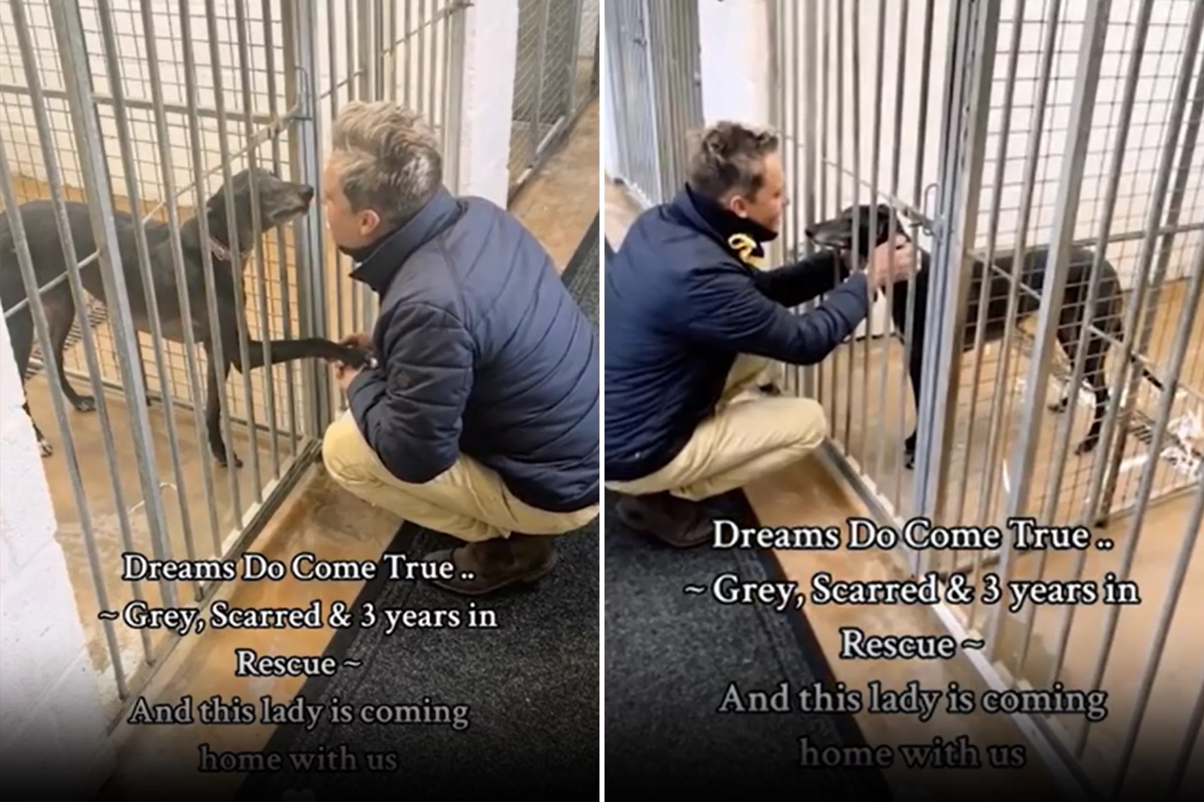 Shelter Greyhound Who Was Always 'Left Behind' Finds a Home After 3 Years - Vimarsana News
