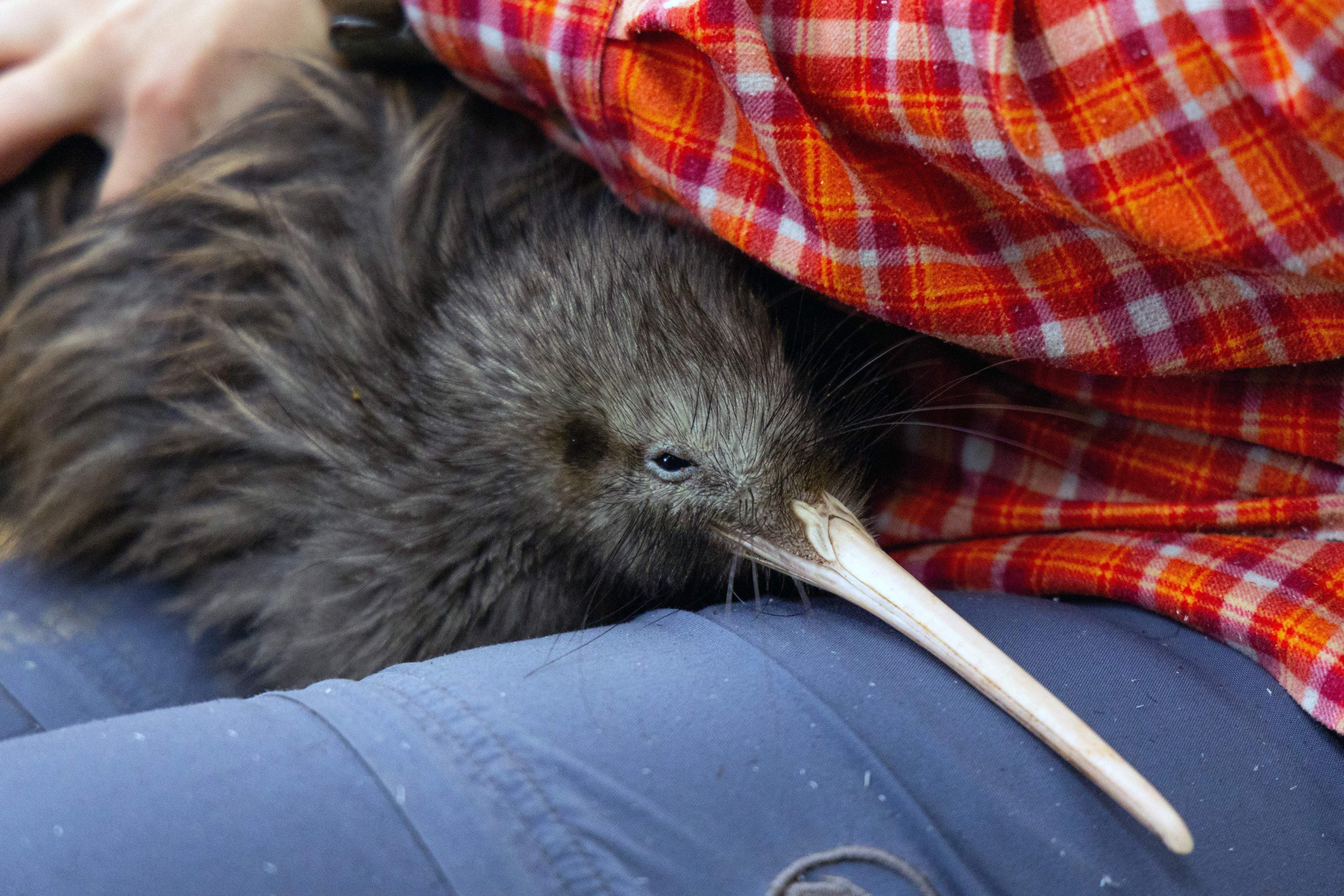 dog-toy-pulled-from-store-for-being-offensive-to-national-bird-newsweek