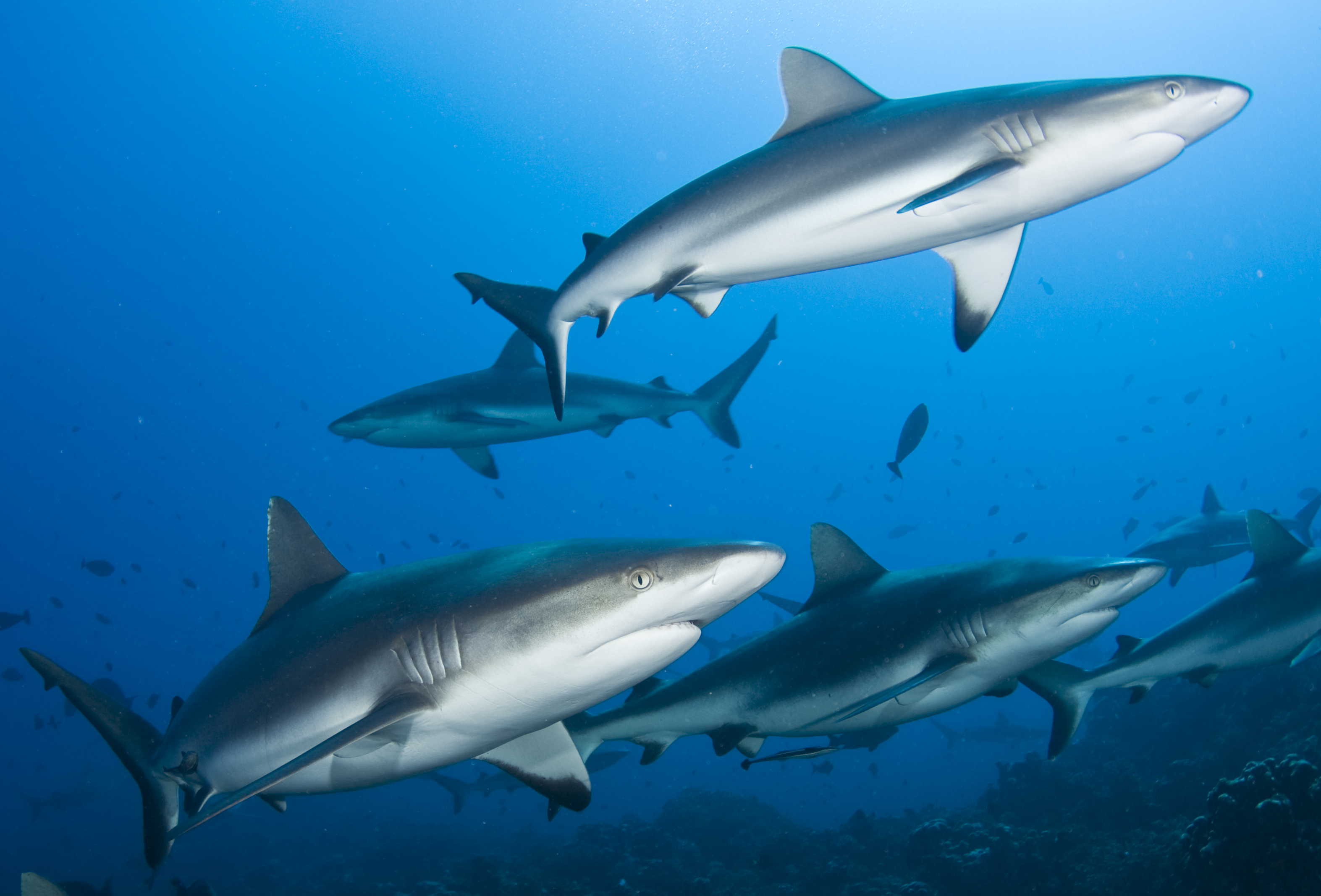 Ces requins n’ont pas besoin de continuer à bouger pour rester en vie : « nous avons époustouflé »