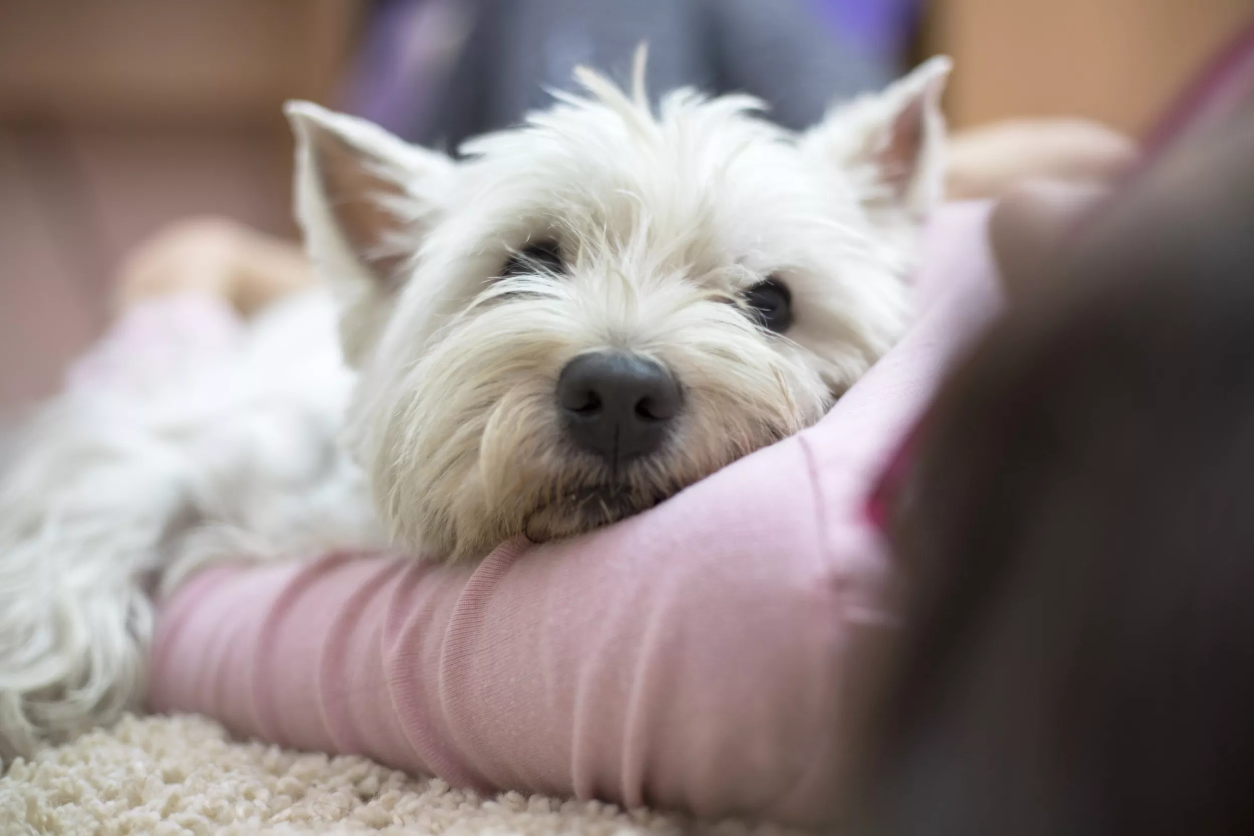 Jealous Dog Can't Stand People Touching Owner in Hilarious Video - Vimarsana News