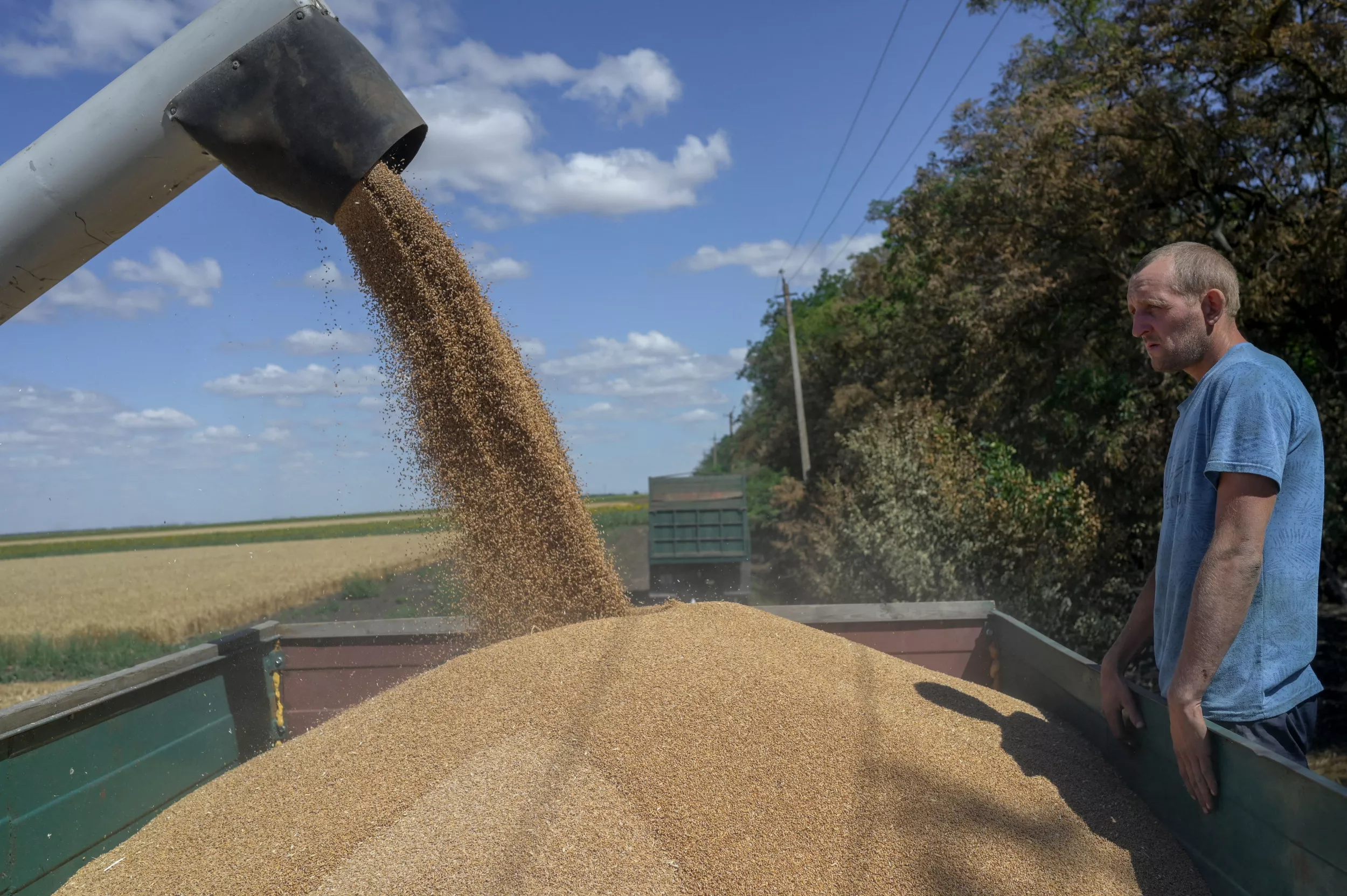 Grain Prices Plummet as Grocery Costs Stay High - Vimarsana News
