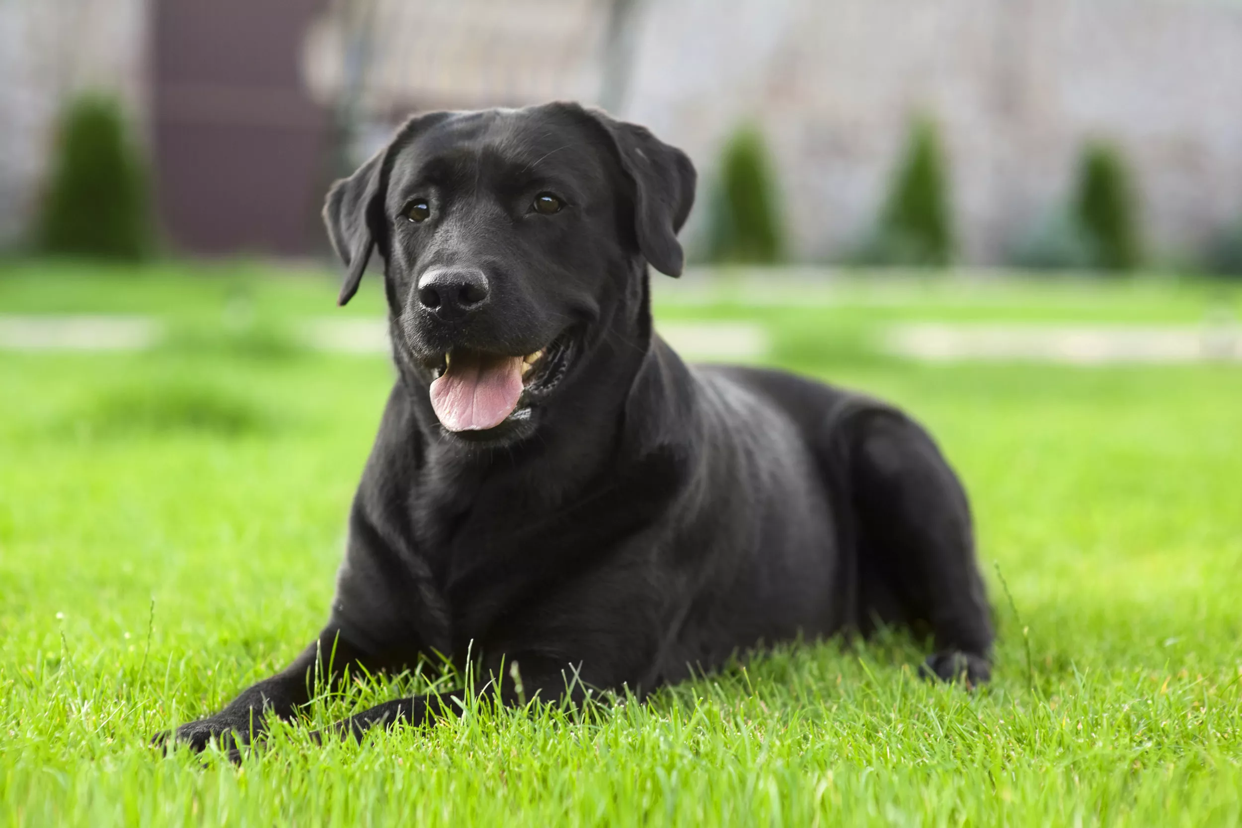 Black Lab Killed, Owner Injured After Being Attacked by Dogs During Walk - Vimarsana News