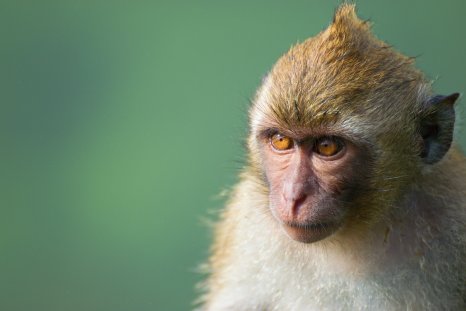 In 'World First', Female Monkey Eats Dead Baby After Carrying It For Days