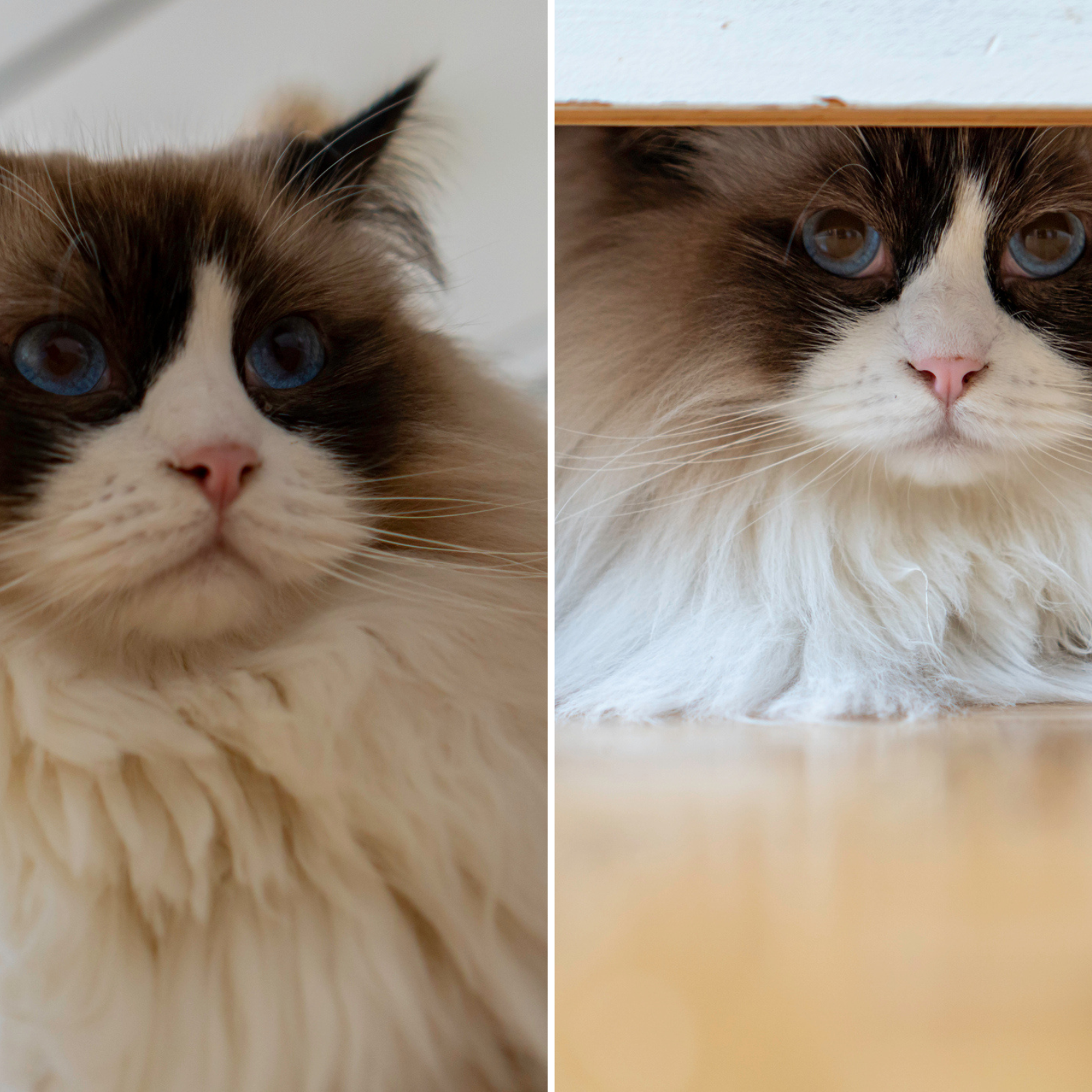 Ragdoll cat best sale rescue