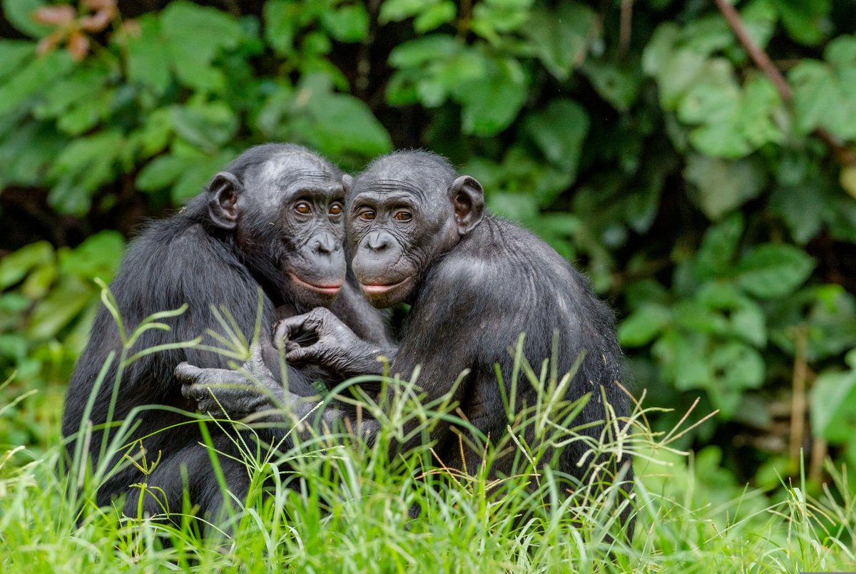 Bonobos sat together 