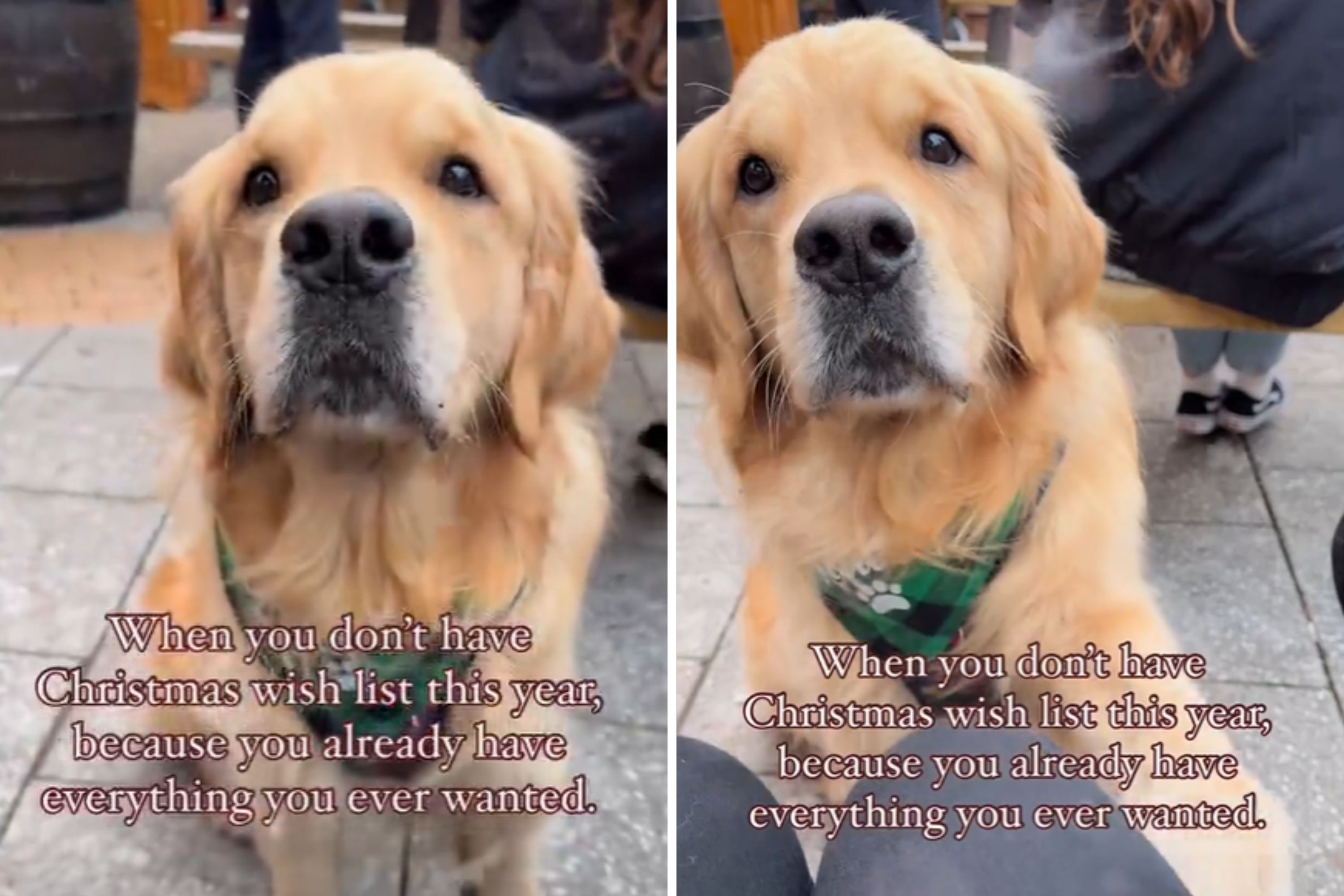 Dog With No Christmas List Reminds People What s Really Important In 