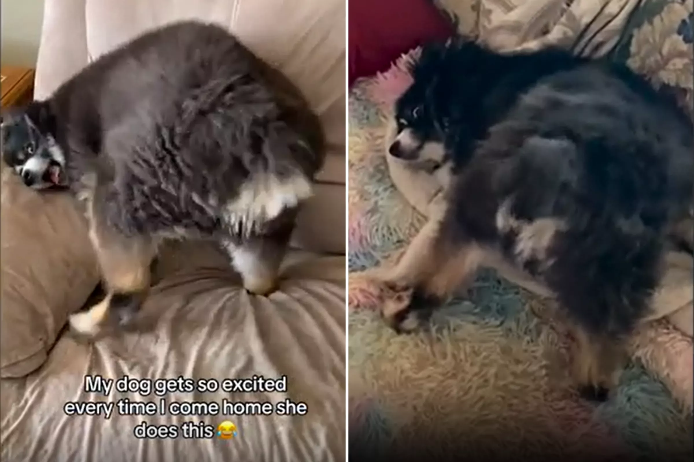 Australian Shepherd Has Hilarious Way of Greeting Owner Every Day: 'Wiggle' - Vimarsana News