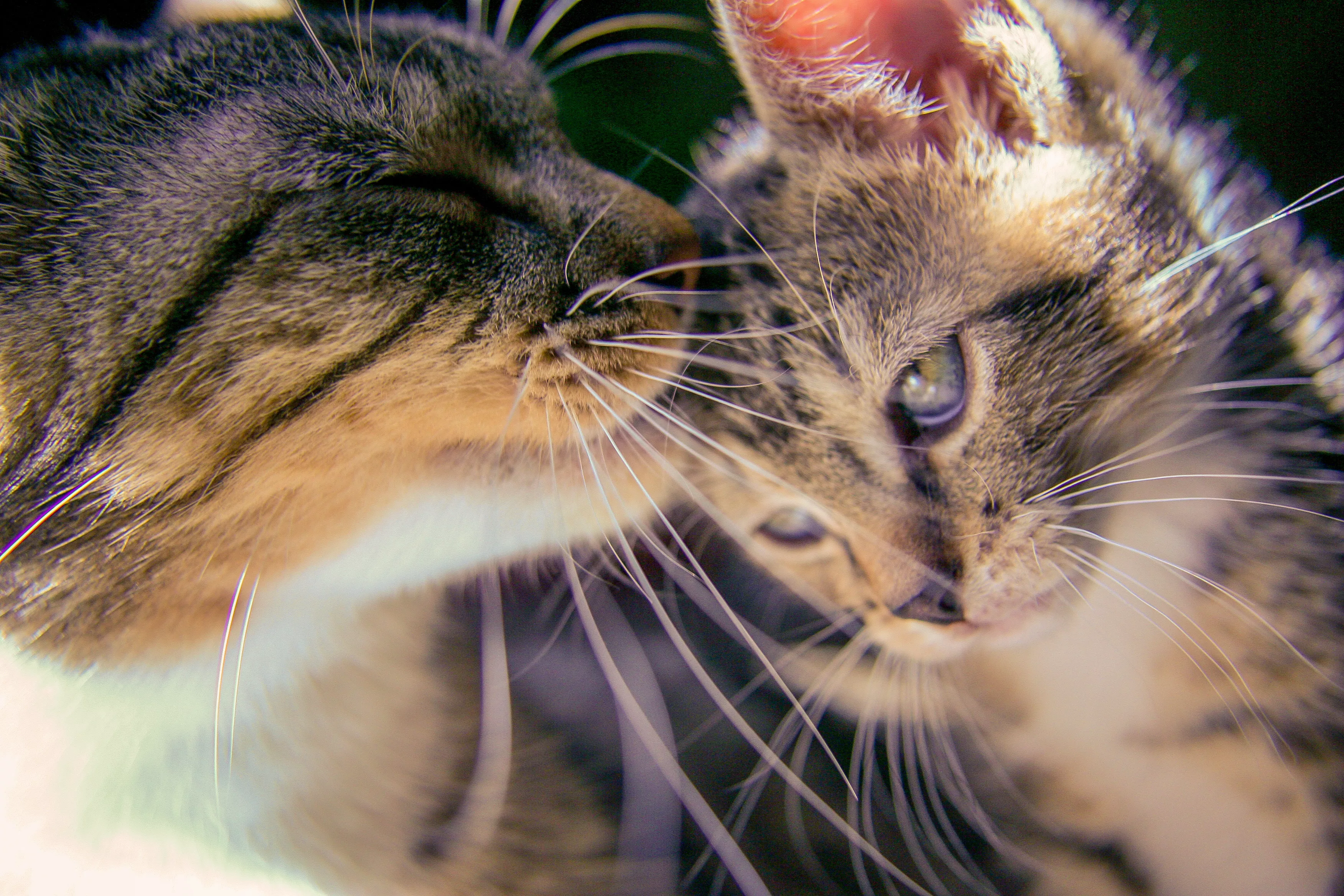 Internet Sobs As Cat Mom Has Only One Kitten and Raises Him 'Forever' - Vimarsana News