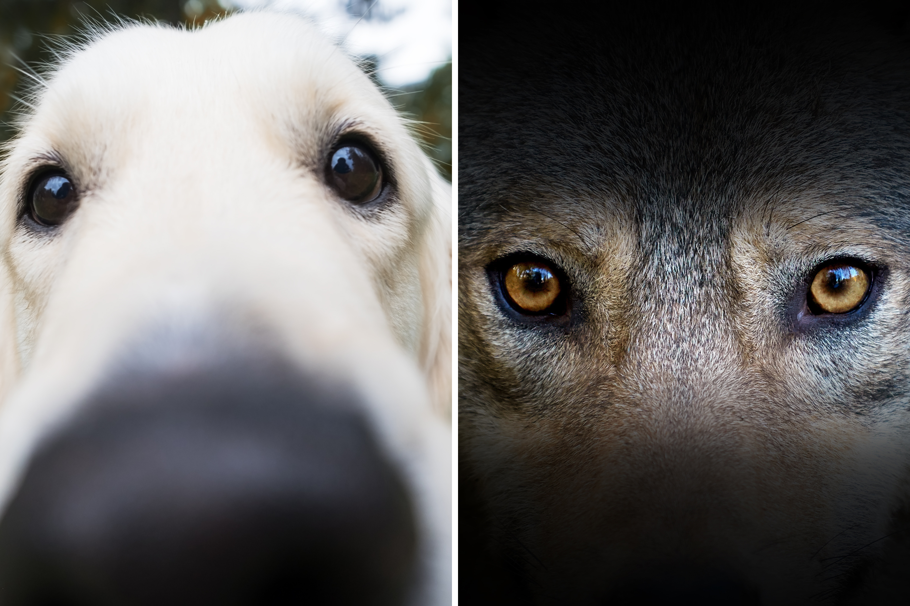 Humans Prefer Dogs With Certain Eye Color, Scientists Reveal