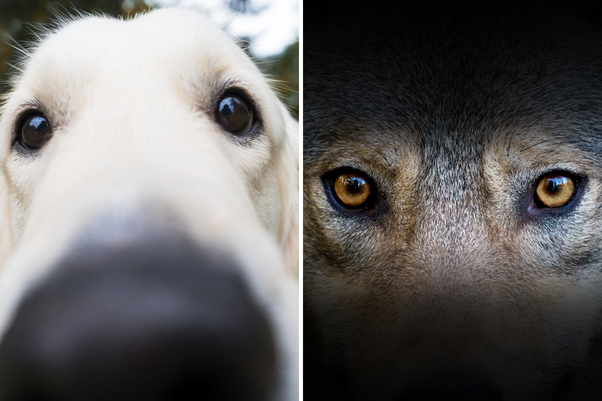Dog and wolf close up 