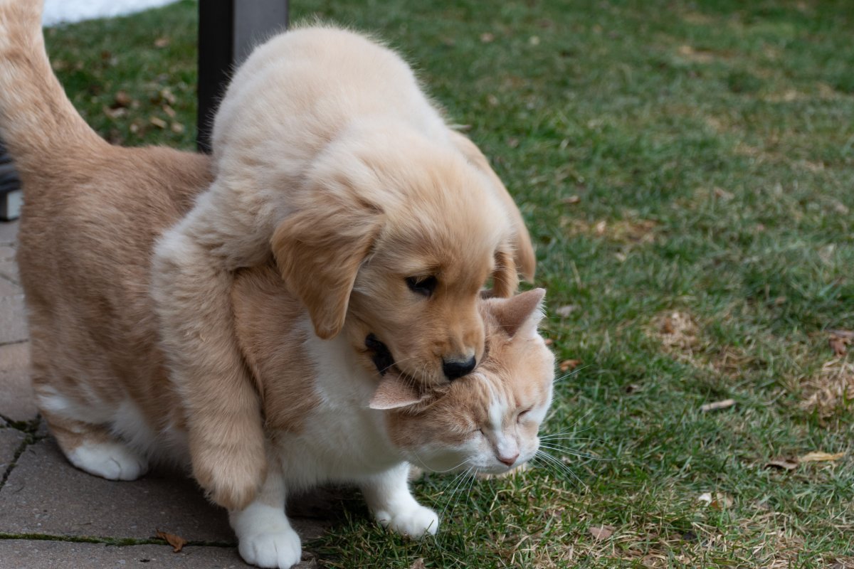 puppy tries to play with cat