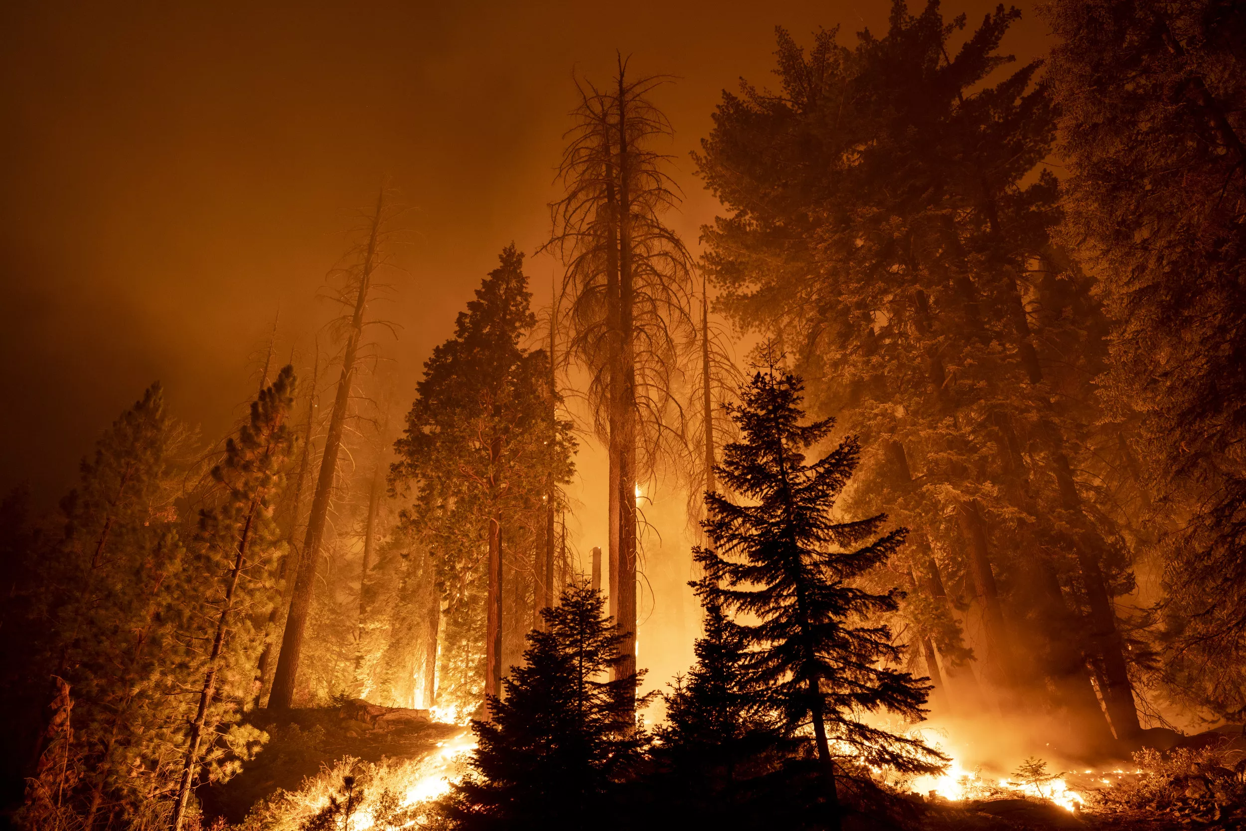 Is Wildfire Decline in Forest a Clue to the Solution? - Vimarsana News