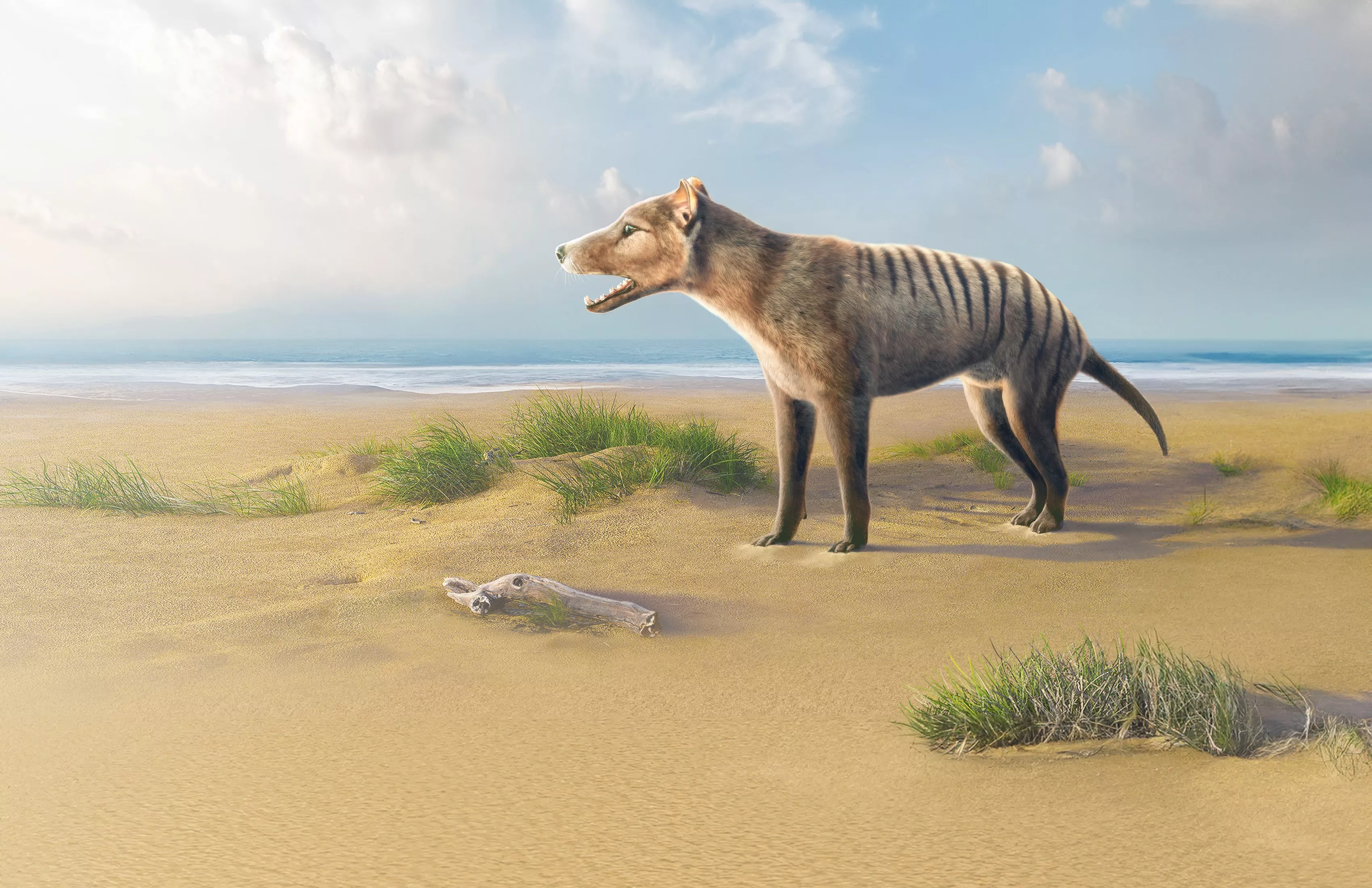 Extinct Predator May Be Coming Back to Life - Vimarsana News