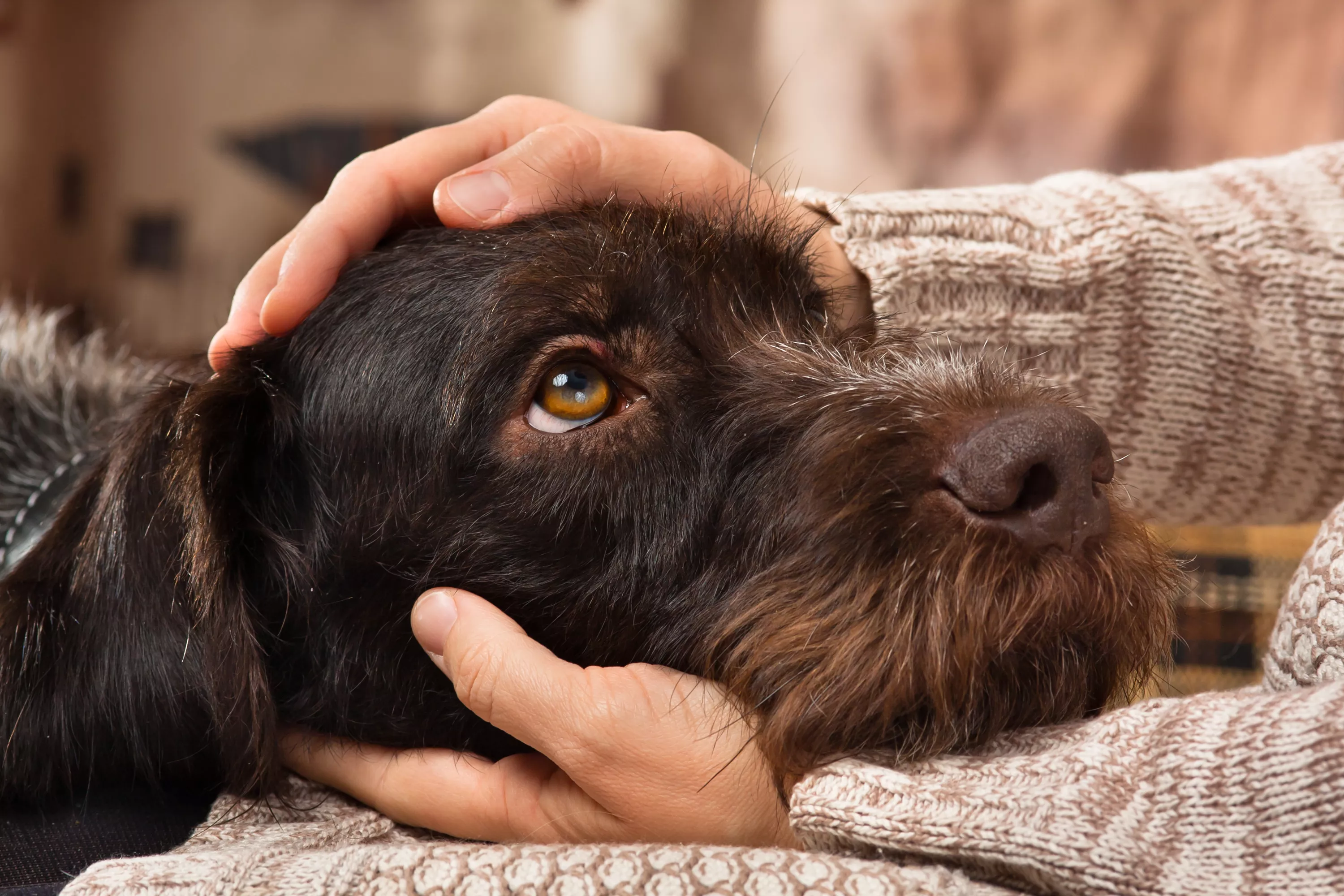 Can Dogs Communicate With Us Via Talking Buttons? Scientists Weigh In - Vimarsana News