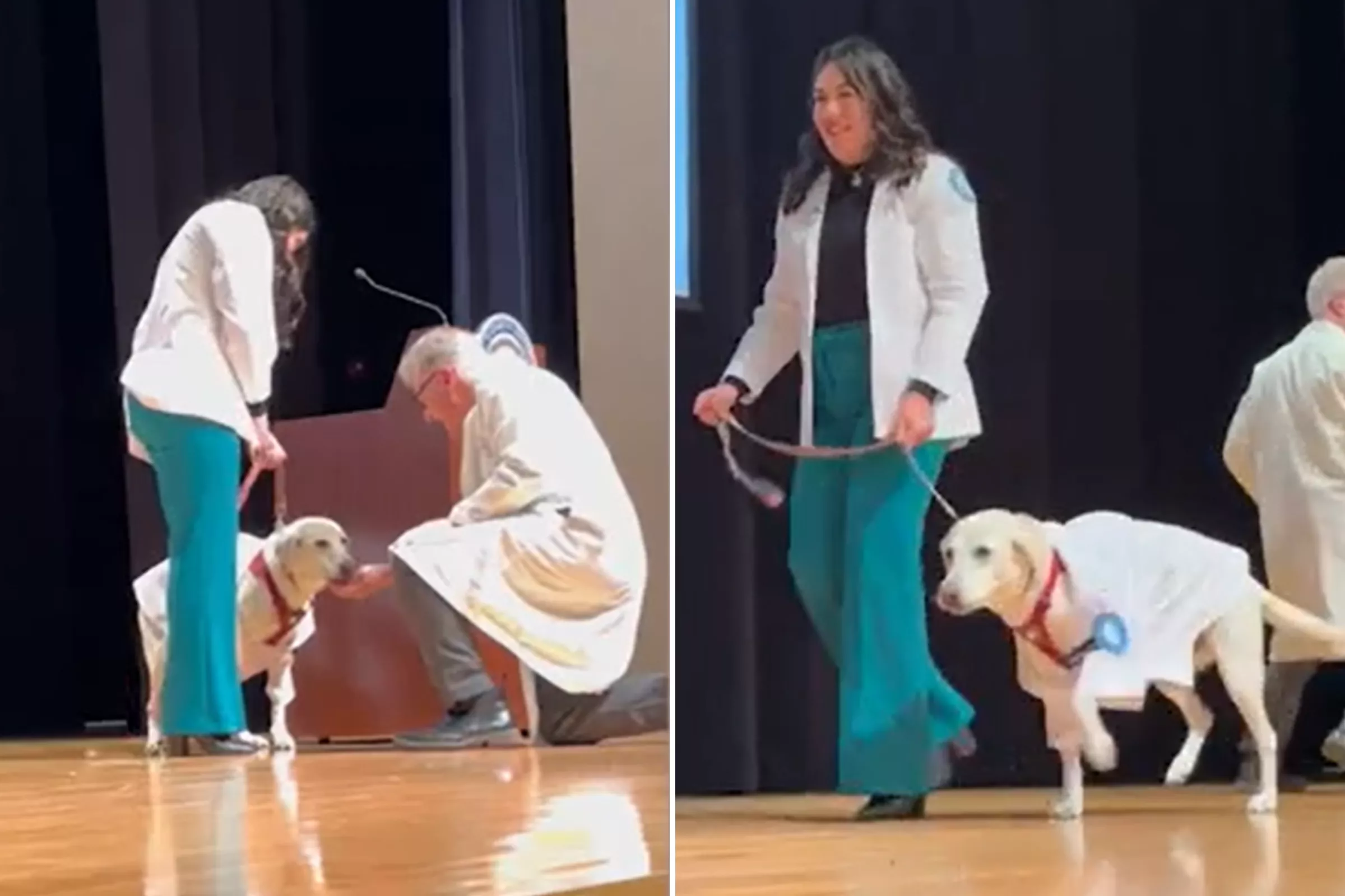 Medical Dog Who Attended Uni With Owner Gets Her Own White Coat at Ceremony - Vimarsana News