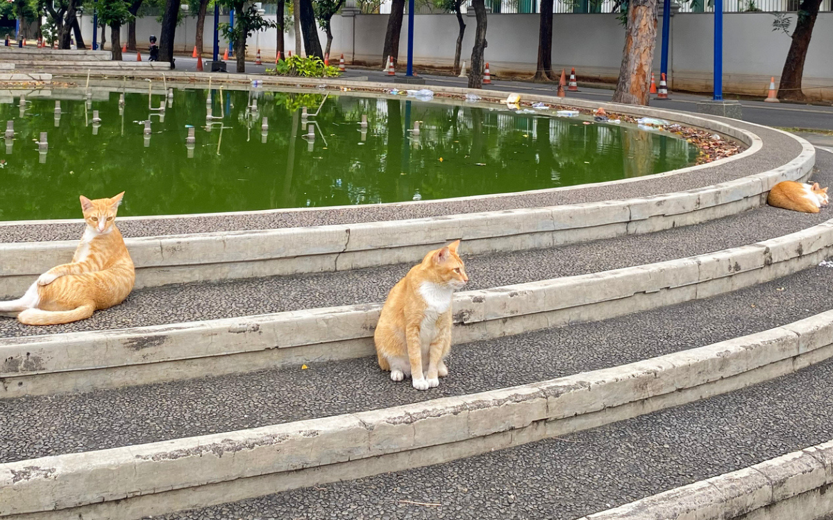 Woman Ambushed In The Park By Stray Cats Goes Viral I Think I Was 