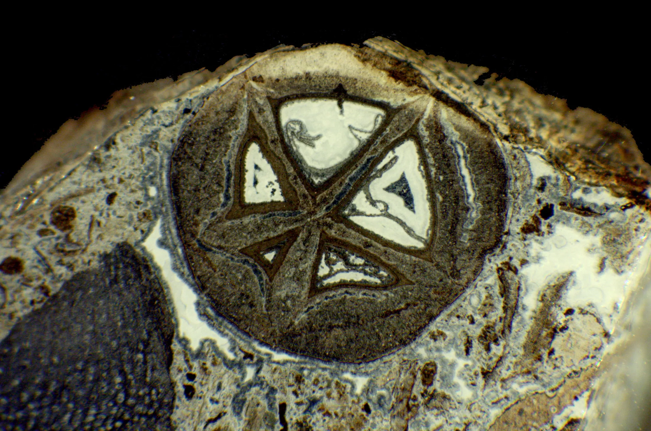 Modern Wise Men Find Mystery Fossil Is Fruit of the Frankincense Family - Vimarsana News