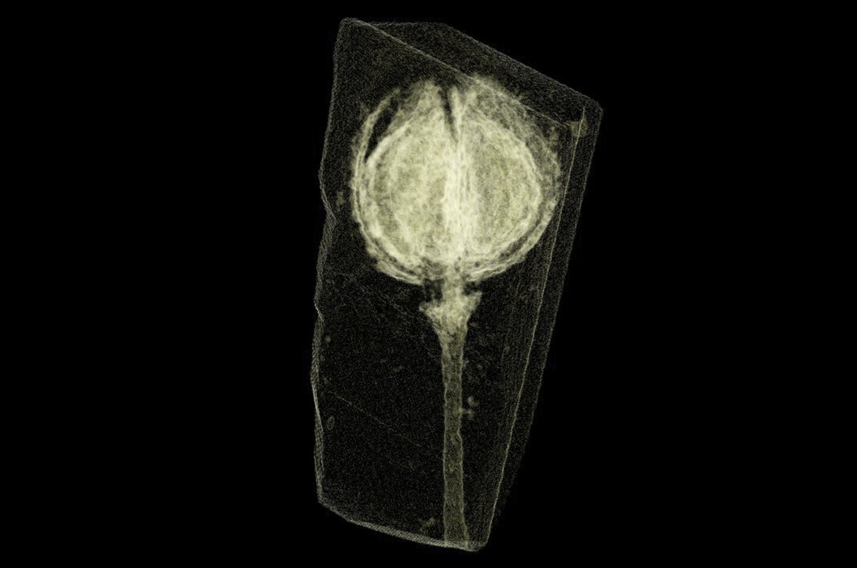 CT scan of an ancient plant fossil