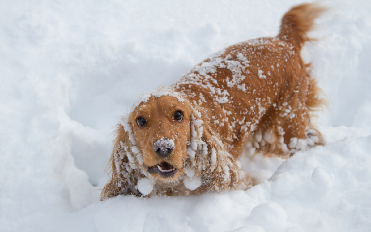 A dog running around in the snow.