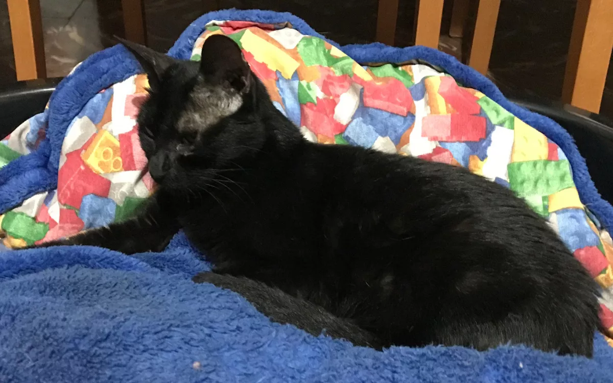 Watch Woman's Genius Way of Getting 20-Year-Old Cat up Onto Bed: 'My Heart' - Vimarsana News