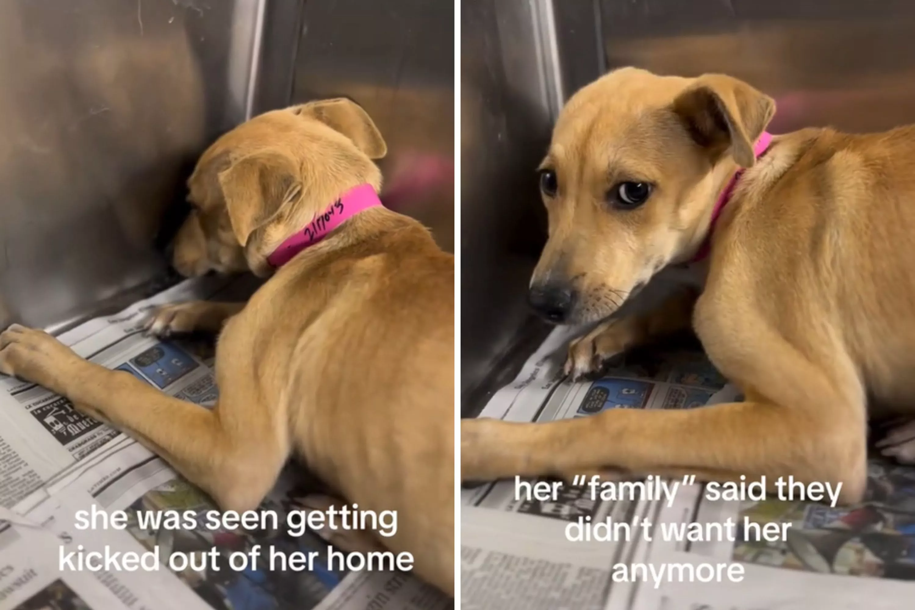 Tears as Terrified Shelter Dog Stays in Kennel Corner, Shakes Uncontrollably - Vimarsana News