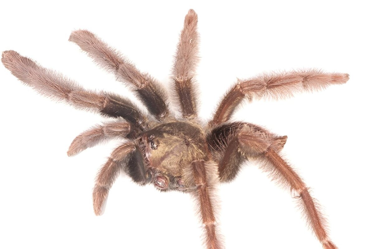 The new tarantula species, Psalmopoeus chronoarachne