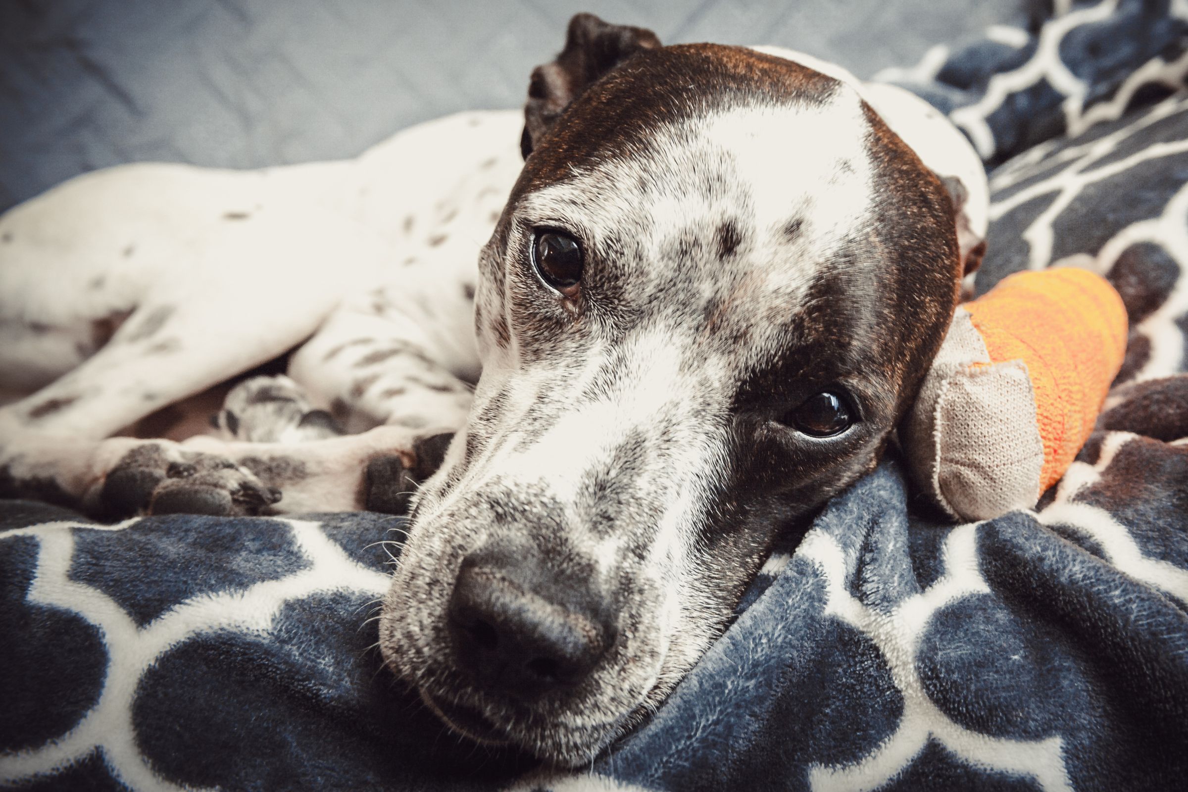 Separation Anxiety in Puppies: All You Need to Know - PetHelpful