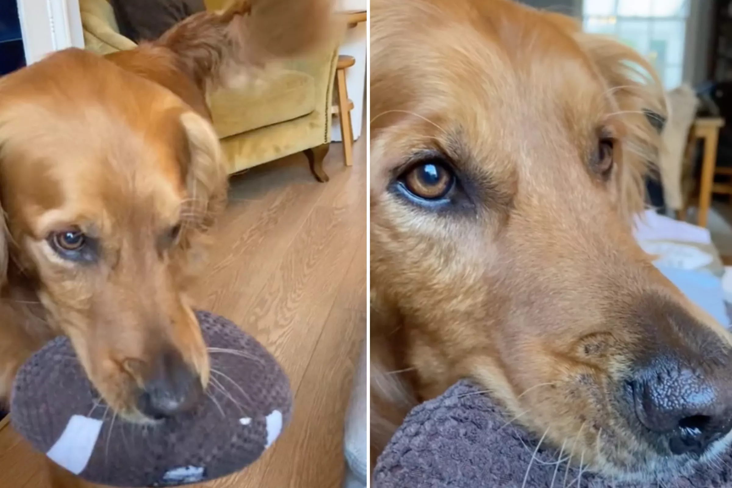 Listen to How Golden Retriever Addresses Owner: 'Hello Mother' - Vimarsana News