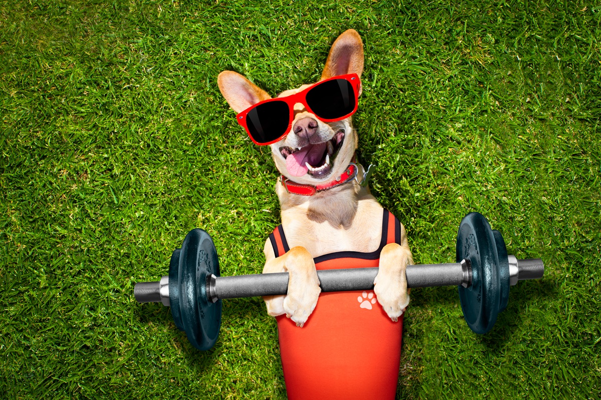 How To Get Fit With Your Dog Newsweek