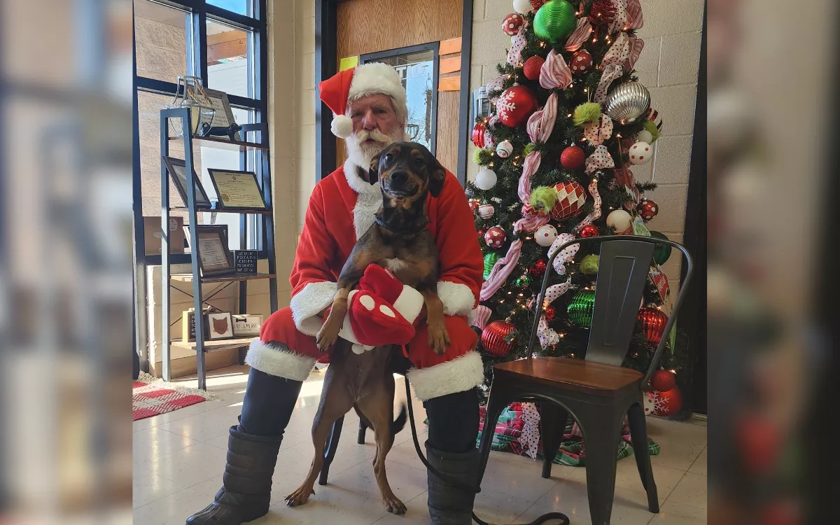 Vet Dresses Up as Santa to Surprise Shelter Cats and Dogs: 'Deserving' - Vimarsana News