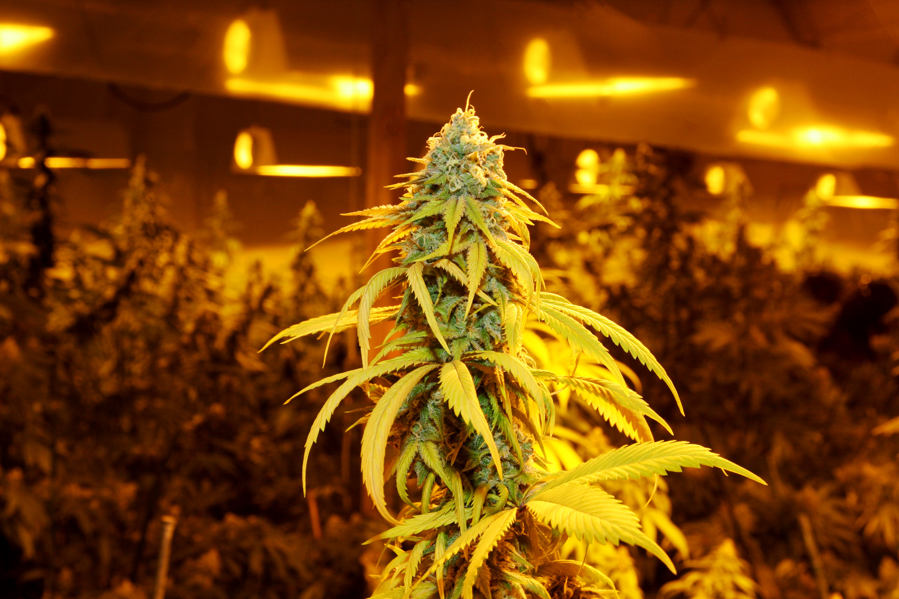 Weed Farmer Outraged Over Cops Throwing Pizza Party After Raid