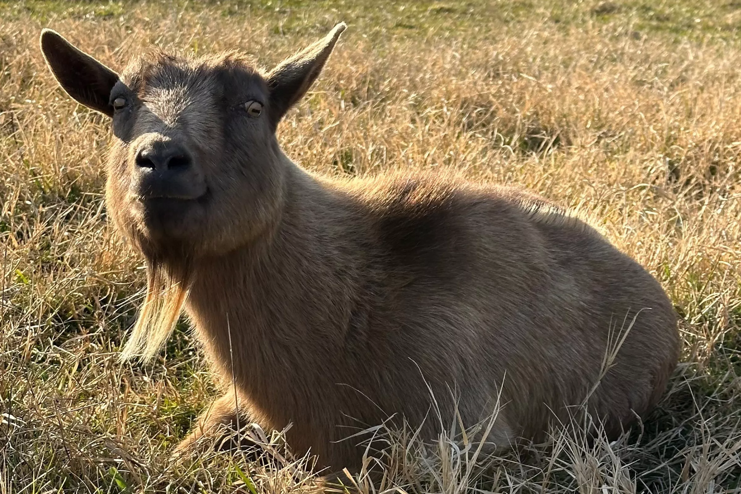 Goat 'Left for Dead' Now Spends Her Days Napping and Snacking at Sanctuary - Vimarsana News