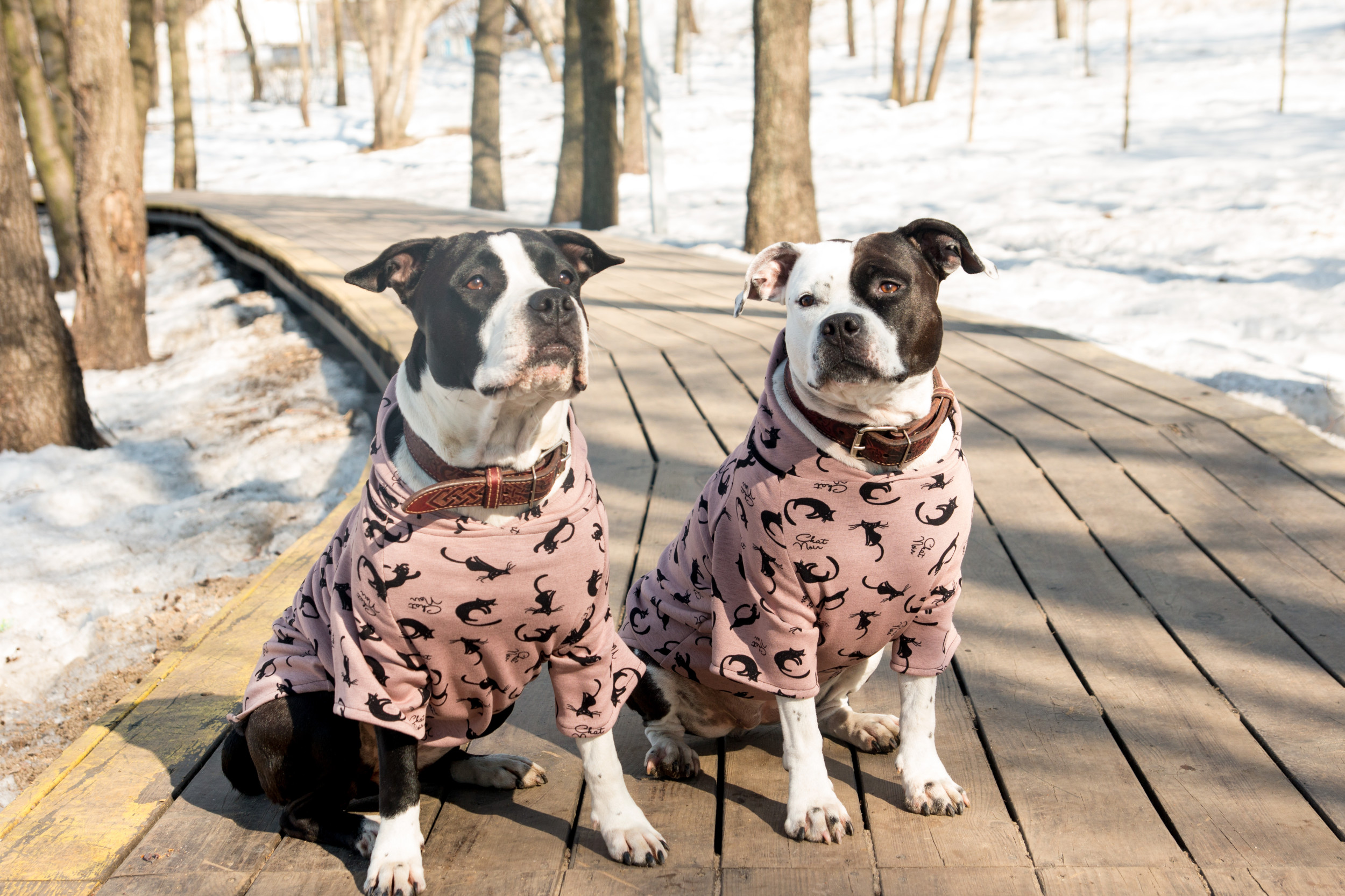 His and hers and dog matching pajamas hot sale