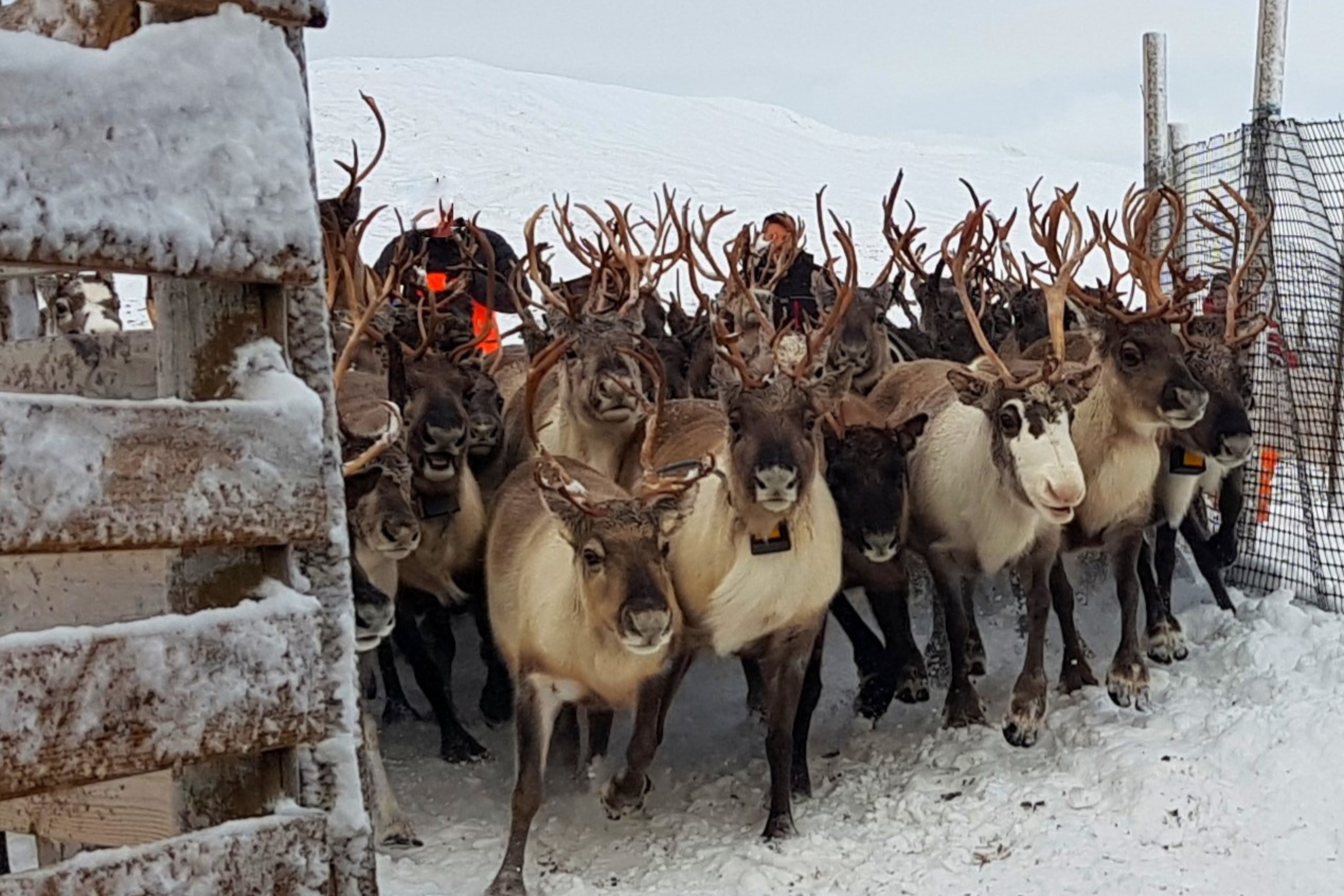 Rudolph et les autres rennes ont un don pour le multitâche, selon une étude