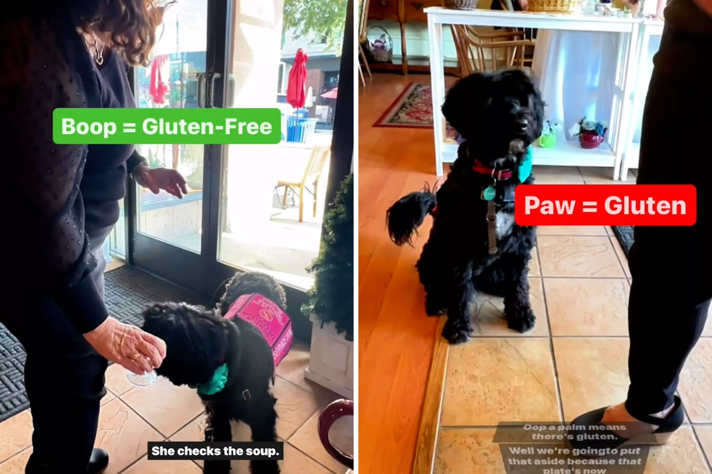 Watch How Service Dog Stops Celiac Owner From Consuming Gluten - Vimarsana News