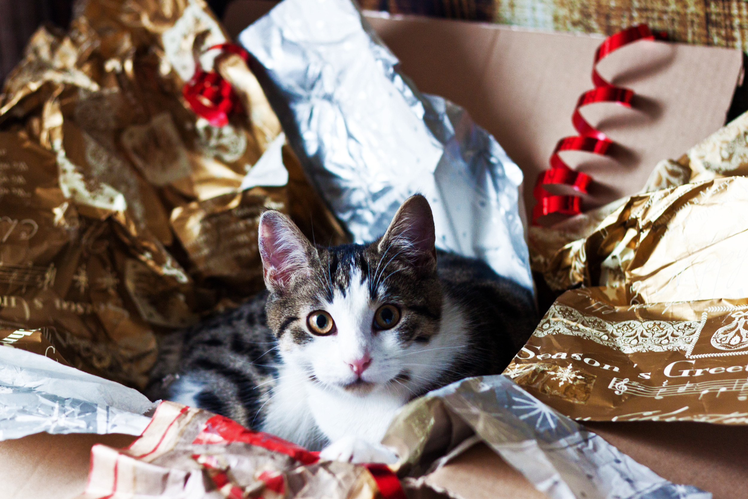 Premium AI Image  dog and cat with christmas gifts