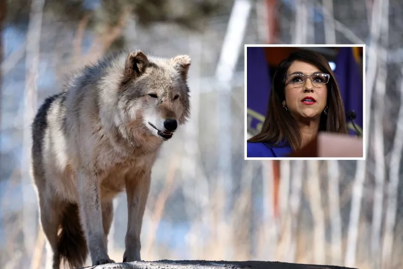 Lauren Boebert Issues Wolf Warning to Colorado Hunters