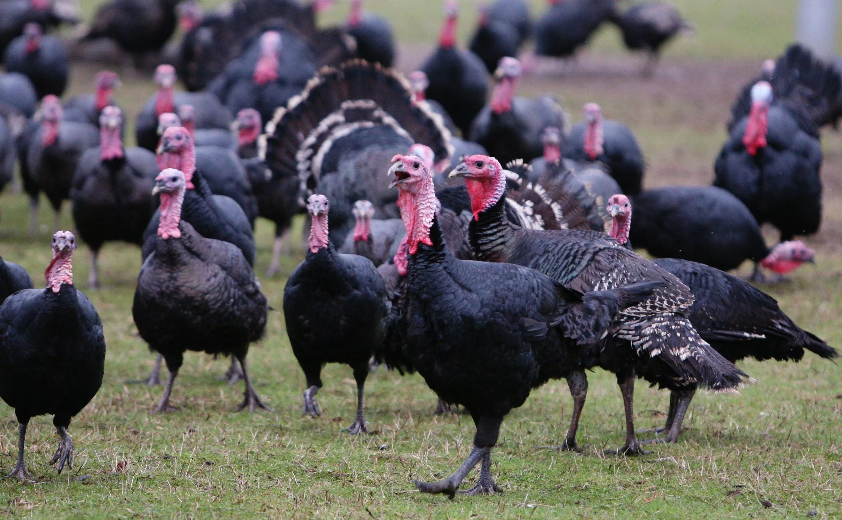 Wild Turkey Cuts Power to Thousands of Homes on Christmas Eve - Vimarsana News