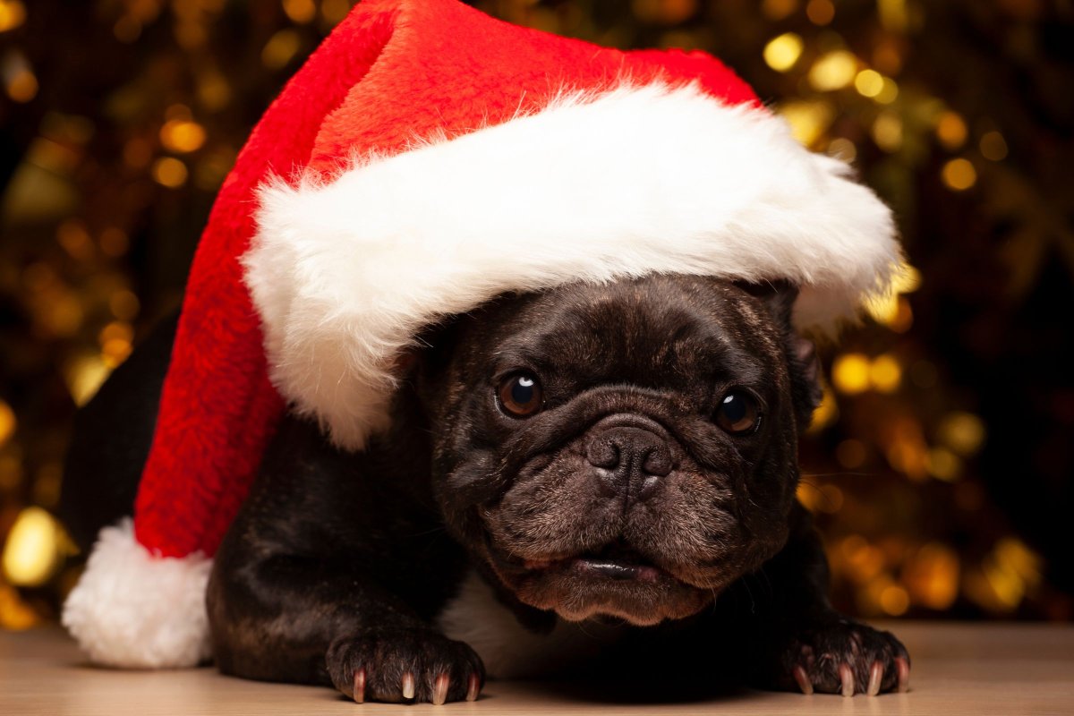 Black pug in Santa hat
