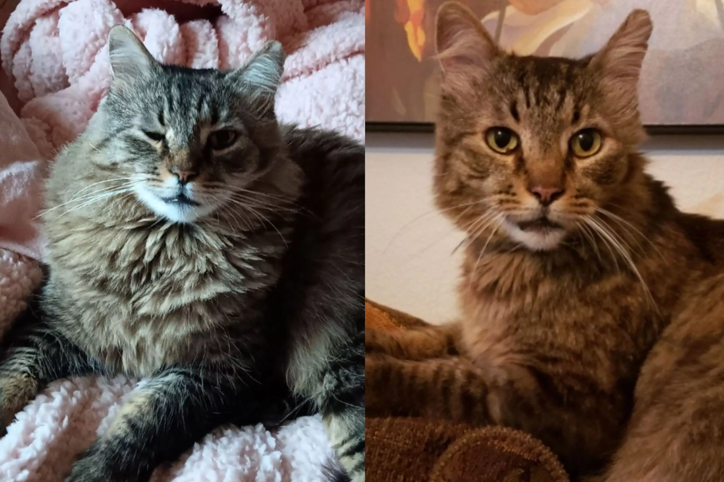 Overlooked Shelter Cat Instantly 'Knew He Was Home' After Adoption - Vimarsana News