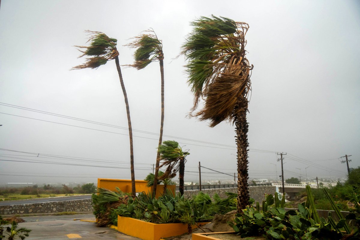 Wind blows palm trees