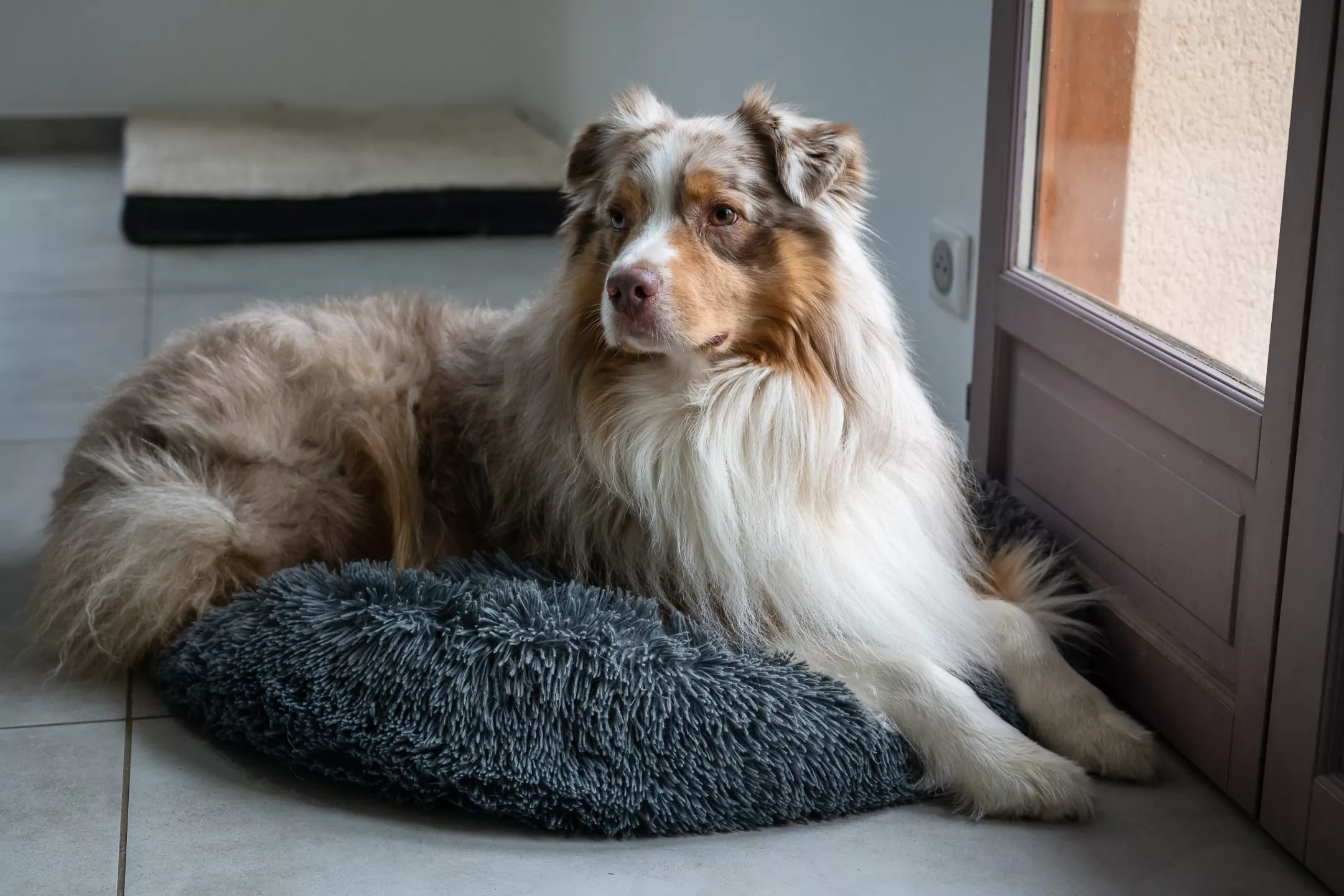 Security Camera Captures Dog's 'Agony' Waiting for Owner All Day at Home - Vimarsana News