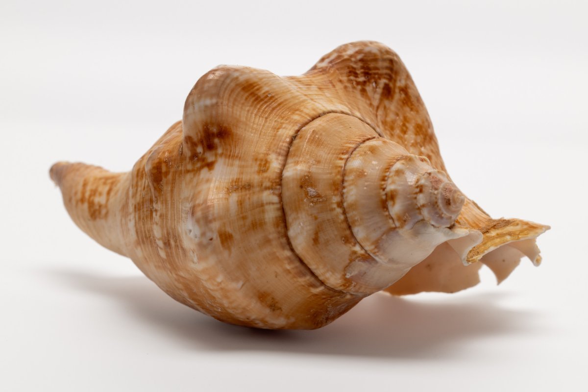The shell of a mollusk