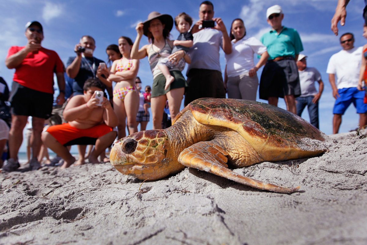 Sea turtle beach endangered species recovery