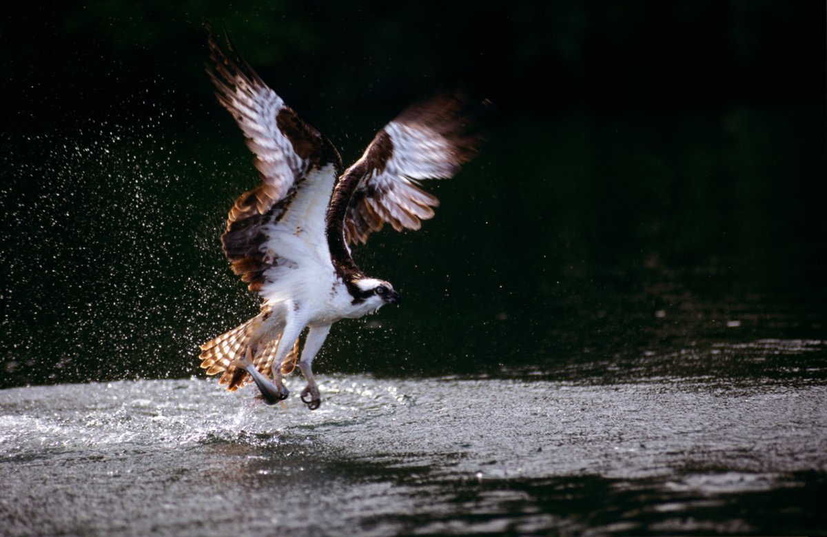 Osprey endangered species recovery