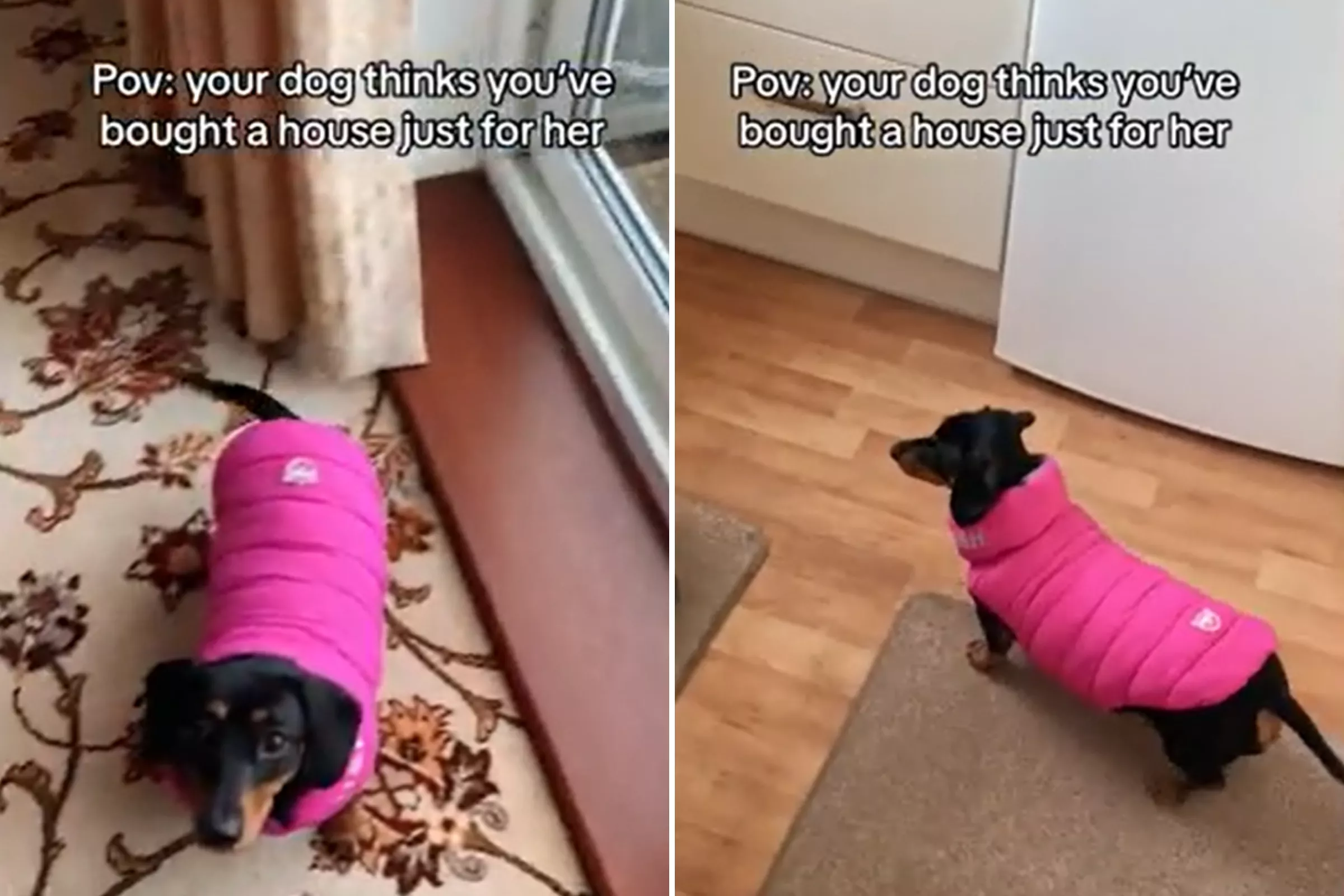 Dog Hilariously Thinks Owners Bought New House Just For Her: 'Happy Hops' - Vimarsana News