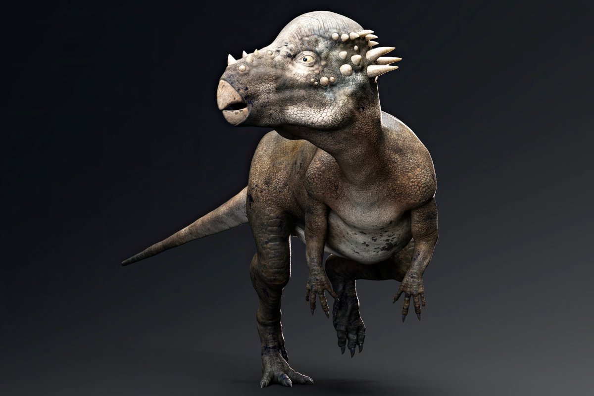 A pachycephalosaur dinosaur